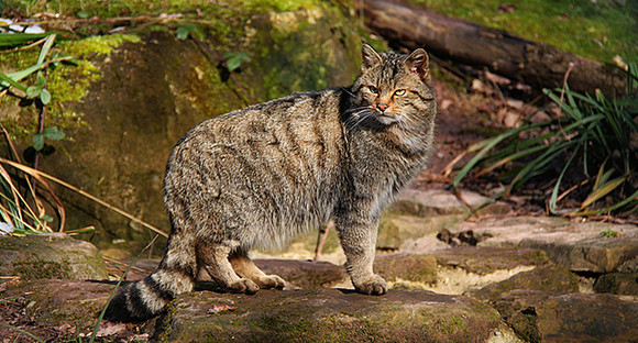 Wildkatze im Naturpark Stromberg-Heuchelberg