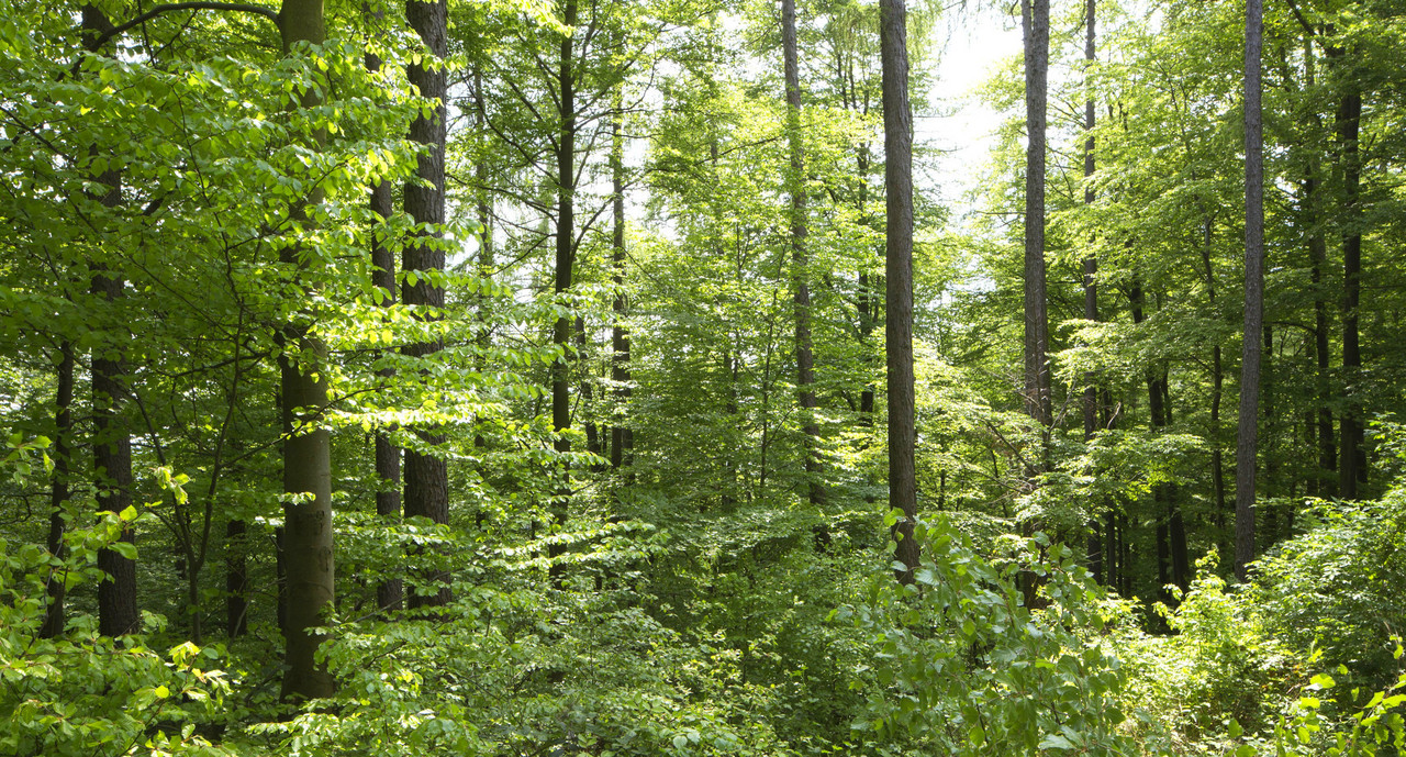 Waldzustandsbericht Fichte Und Buche Geht Es Schlecht Eiche