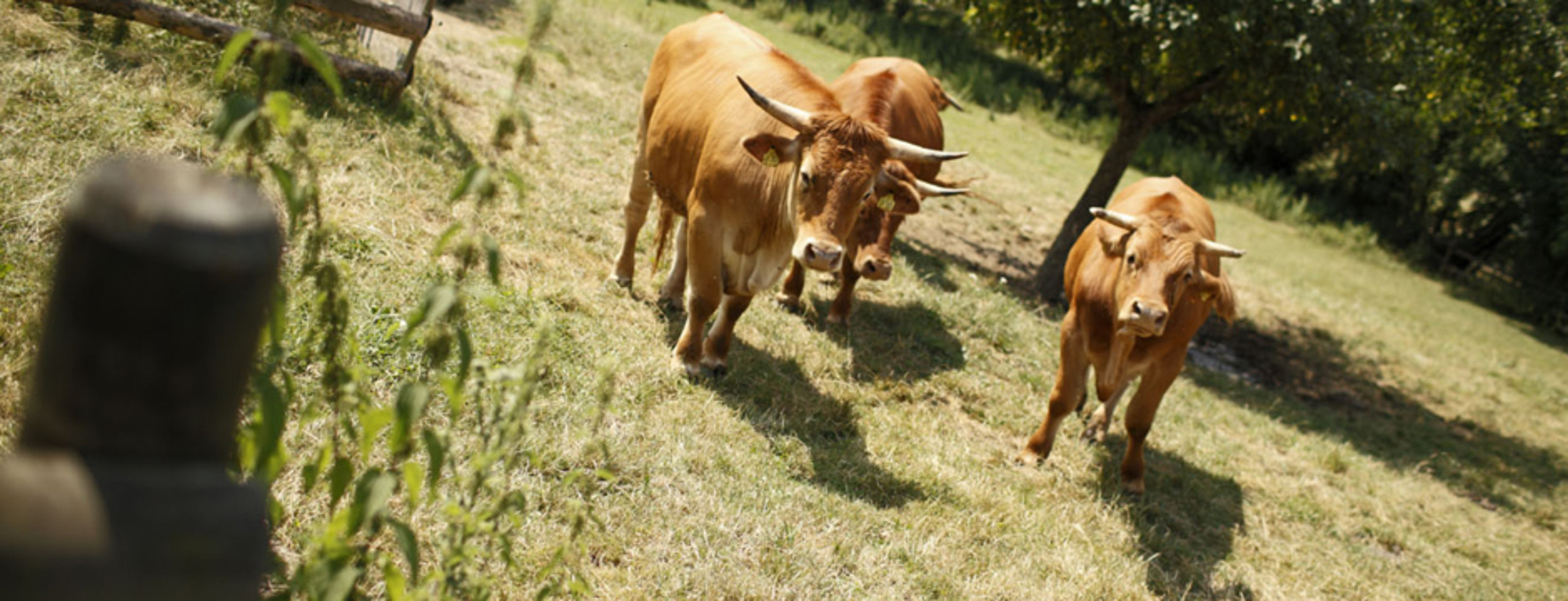 Kühe auf der Weide ©TMBW