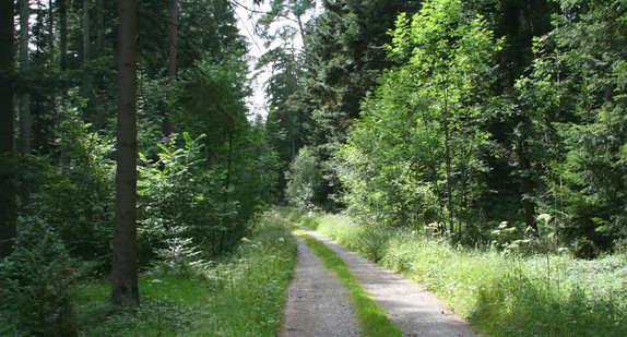 Waldweg