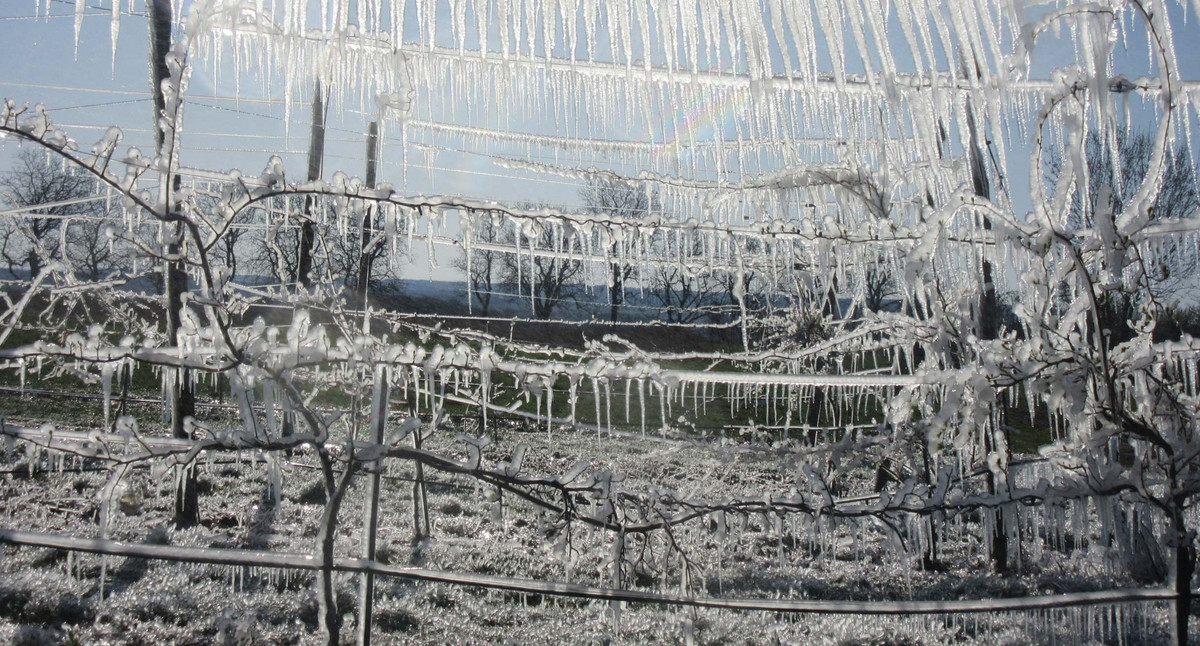 Frostschutzberegnung