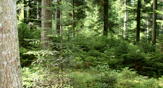 Wald