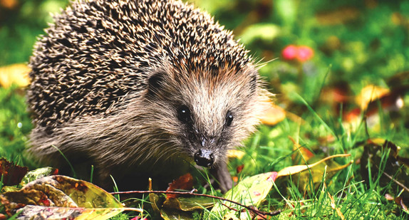 Igel im Garten