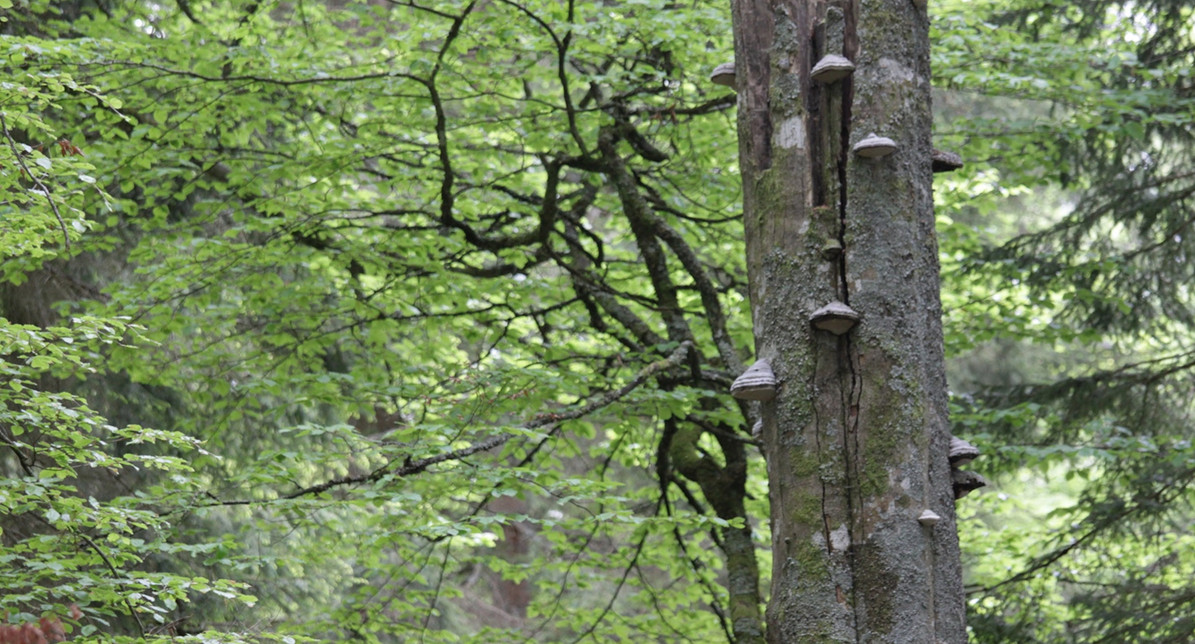 Habitatbäume schaffen neue Lebensräume.