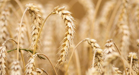 Weizen auf dem Feld: Bei Weizenbrötchen landen nur fünf Prozent des Ladenpreises im Geldbeutel der Landwirte.