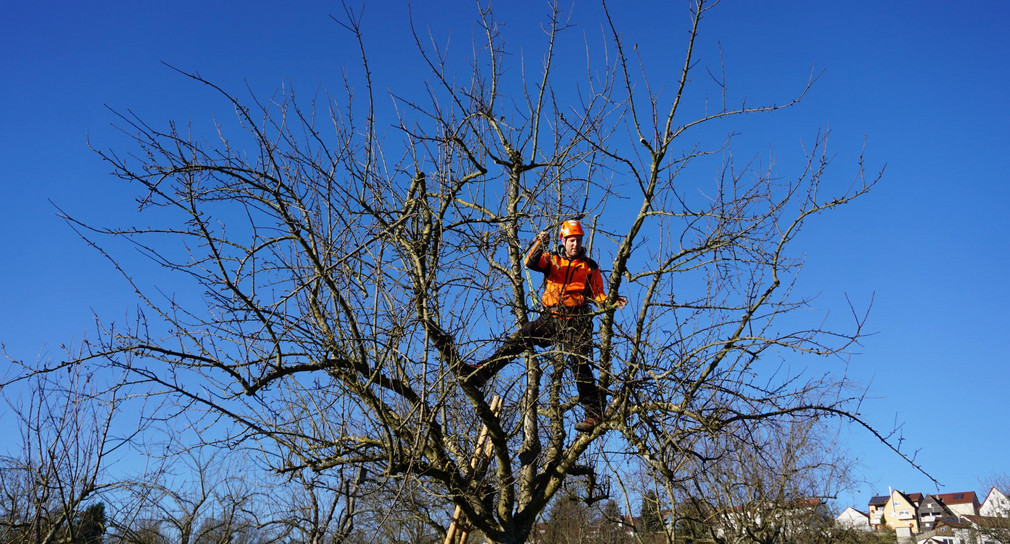 Streuobst Baden-Württemberg führt Baumschnittförderung fort