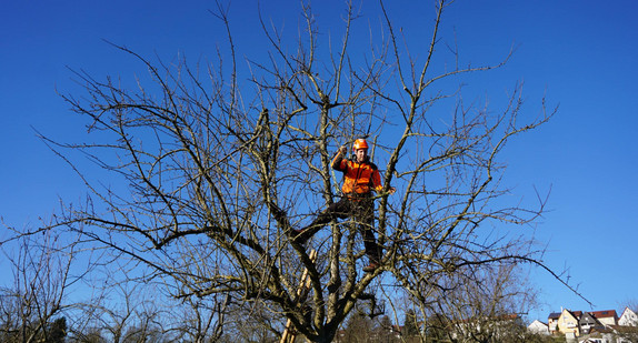 Baden-Württemberg führt Baumschnittförderung fort