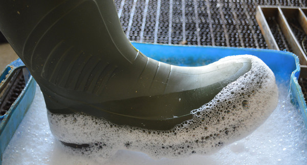 Afrikanische Schweinepest (ASP)