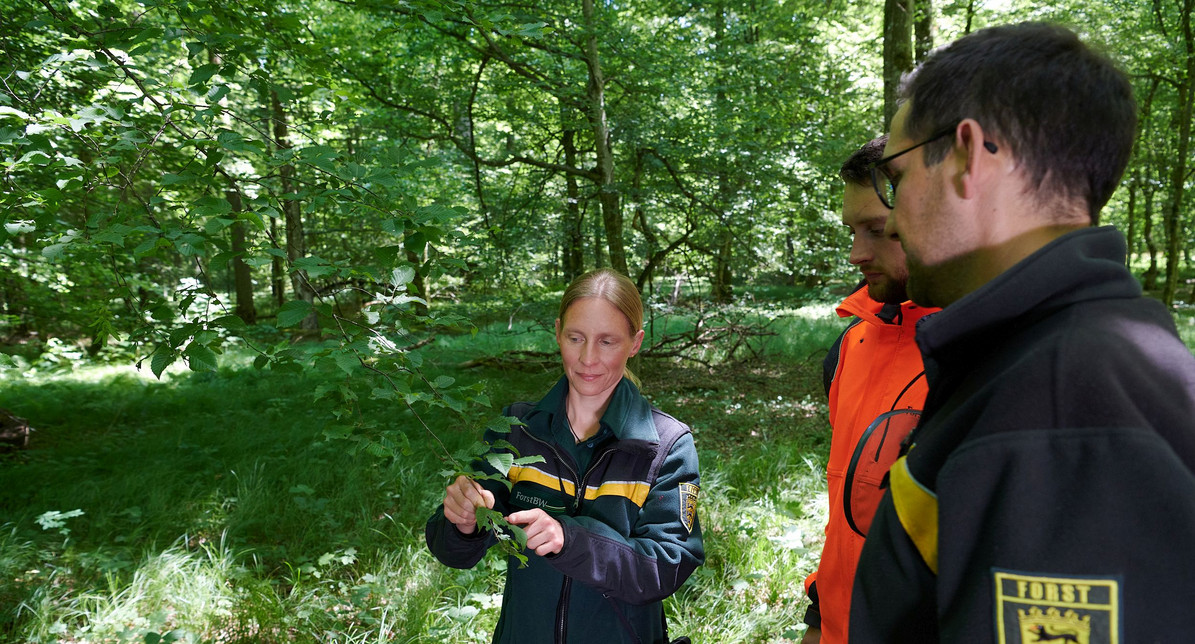 Forstleute haben den Zukunftswald im Blick.