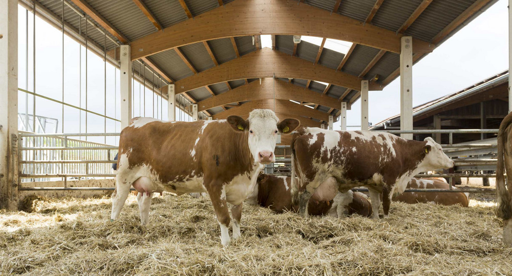 Landwirtschaft Einzelbetriebliche Investitionsförderung ab 2025