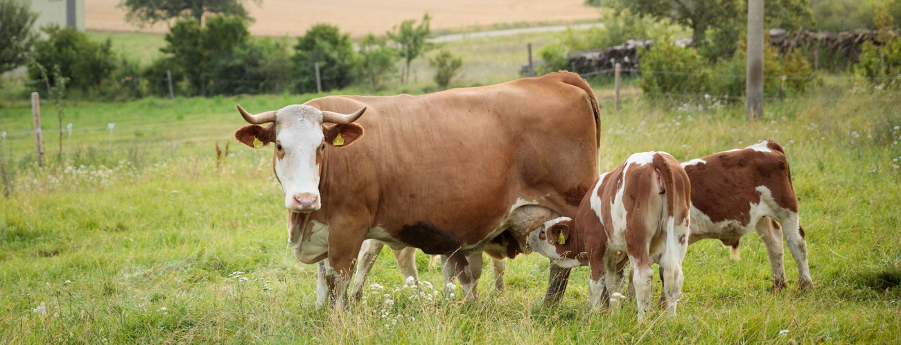 Rinder mit Kälbern auf der Weide