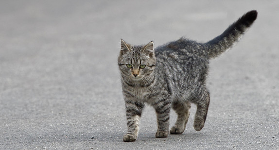 Katze