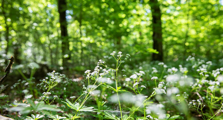 Waldmeister im Mischwald