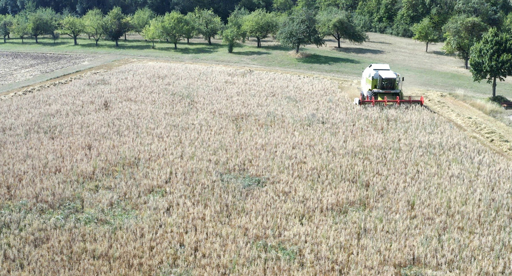 Großes Linsenfeld, auf dem eine Erntemaschine ihre Bahnen fährt, umrandet von Streuobstwiesen