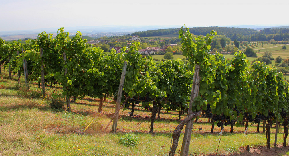 Weinberg