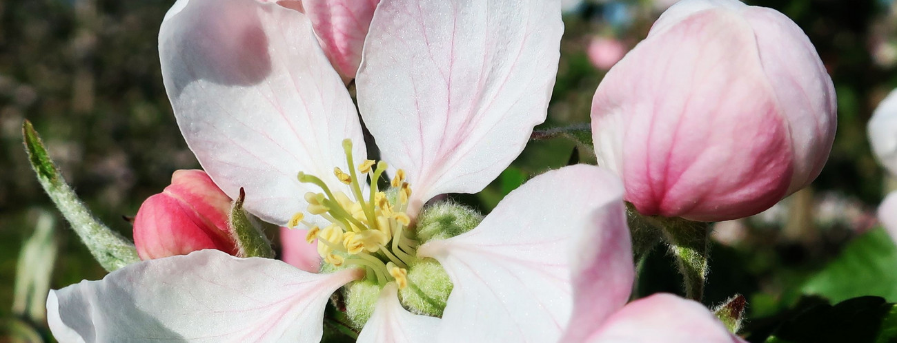 Apfelblüten