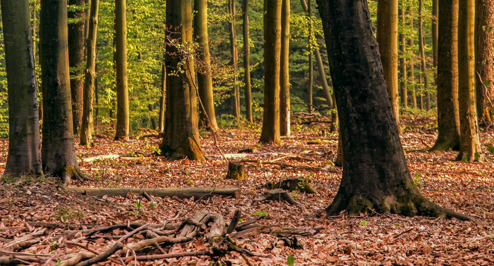 Wald im zeitigen Frühjahr