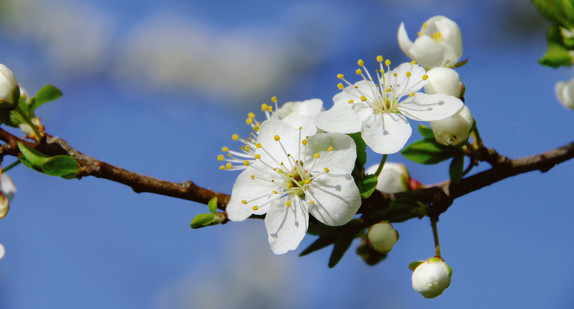 Kirschblüte