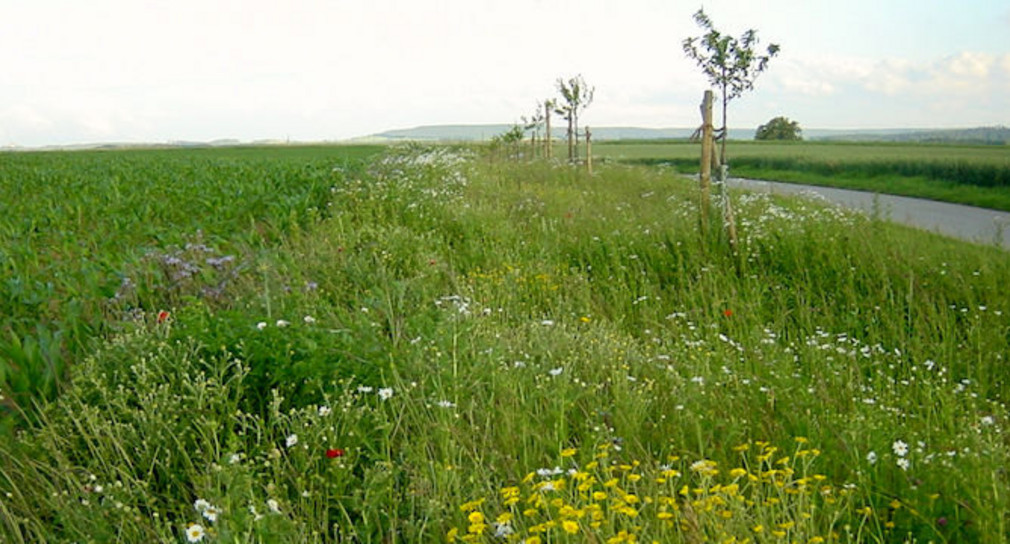 Flurneuordnung Naturschutz