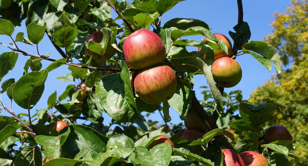 Äpfel am Baum