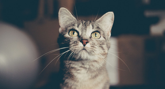 Katze