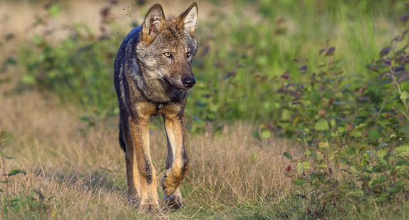 Der Wolf