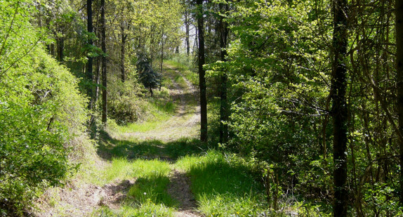 Waldweg