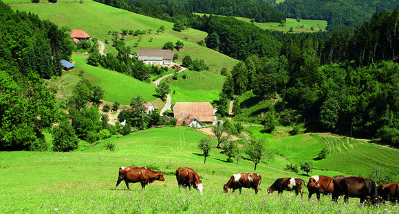 Weidende Tiere vor hügeliger Landschaft © LEL