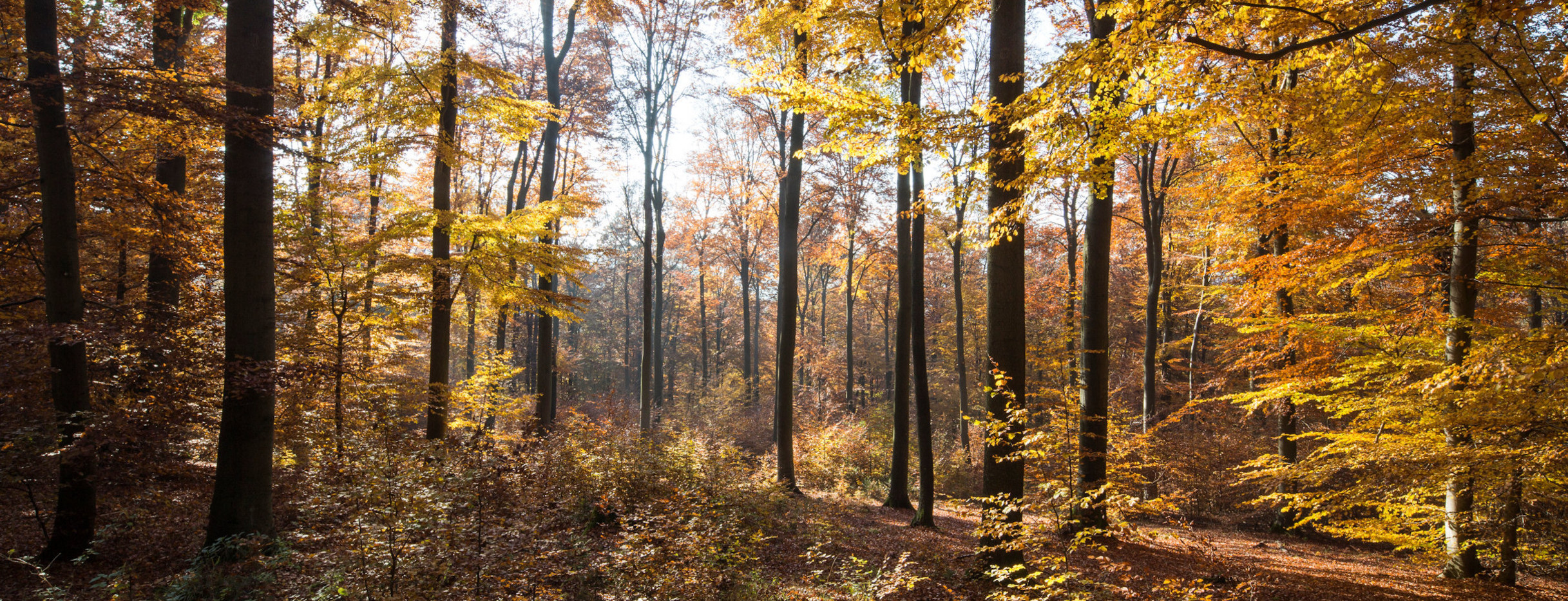 Wald Blick in den Herbstwald