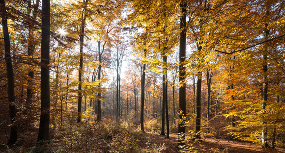 Wald Blick in den Herbstwald