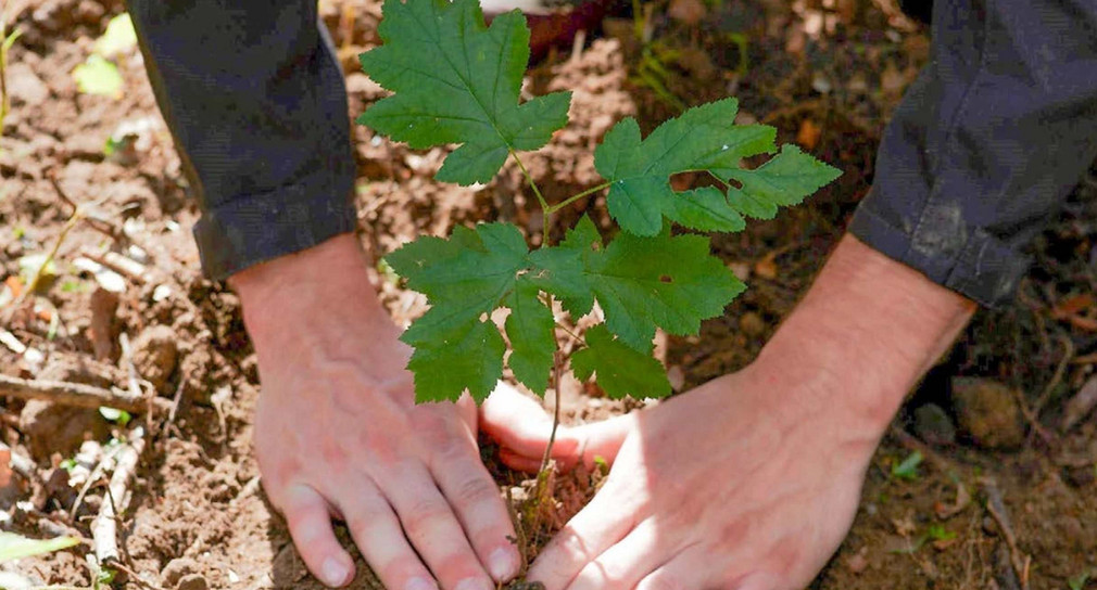 Herkunfts- und Verwendungsempfehlungen für forstliches Vermehrungsgut in Baden-Württemberg (HuV)