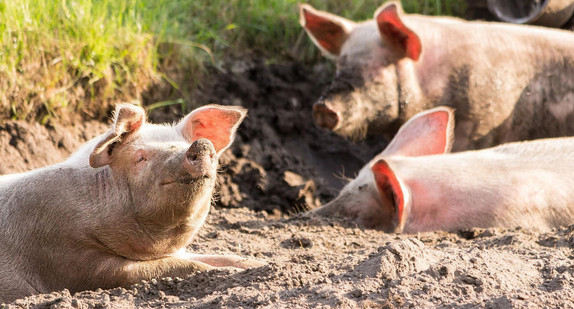 schweine