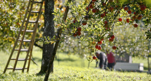 Streuobsternte © A.Arnold