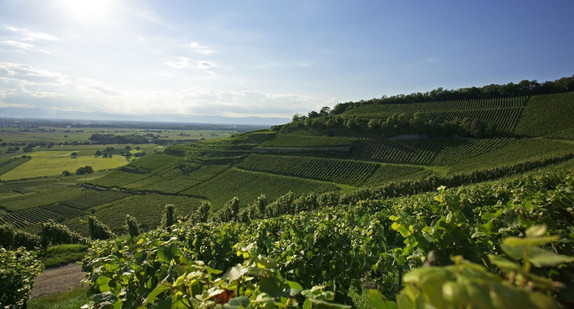 Weinbau am Kaiserstuhl