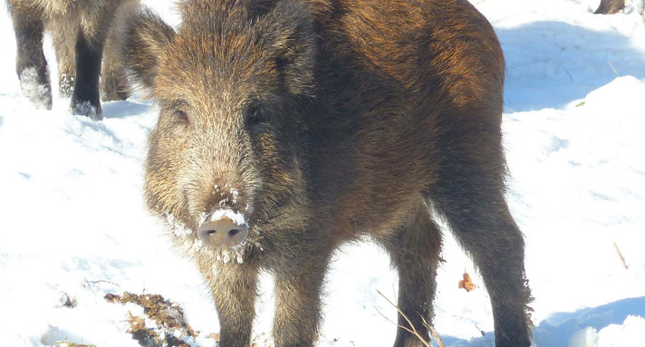 Tierseuche Bekämpfungsmaßnahmen bei Ausbruch der Afrikanischen Schweinepest 