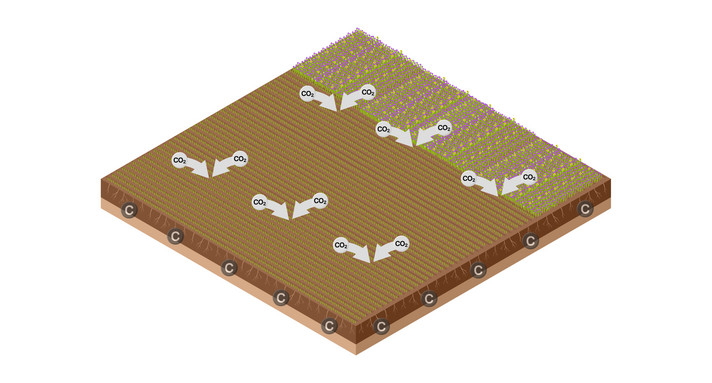 LULUCF-Sektor Landwirtschaftliche Böden im LULUCF Sektor: Ackerland und Grünland