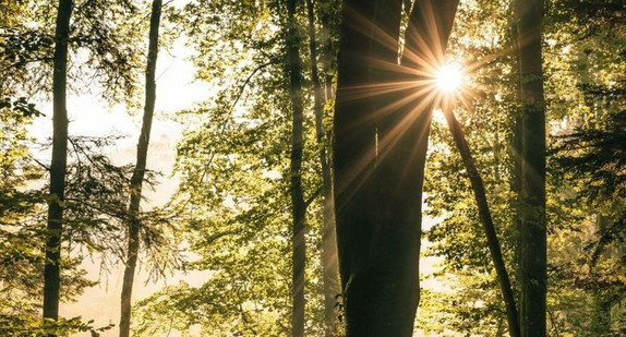 Ausschnitt von einem Wald