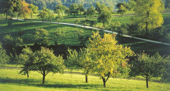 Baumwiese
