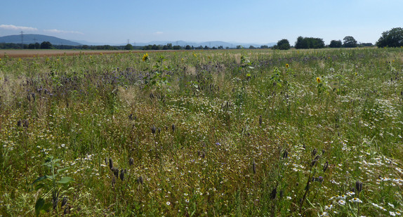 Allianz für Niederwild