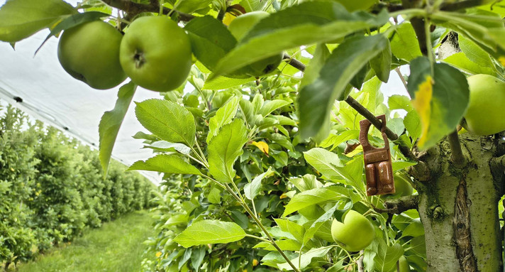 Pheromone im Obstbau