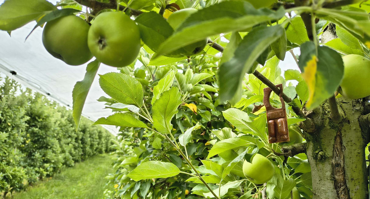 Pheromone im Obstbau