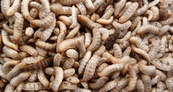 Hermetia Baruth GmbH mit der Bewerbung „Insektenbioraffinerie - Biodiesel aus Speiseresten“