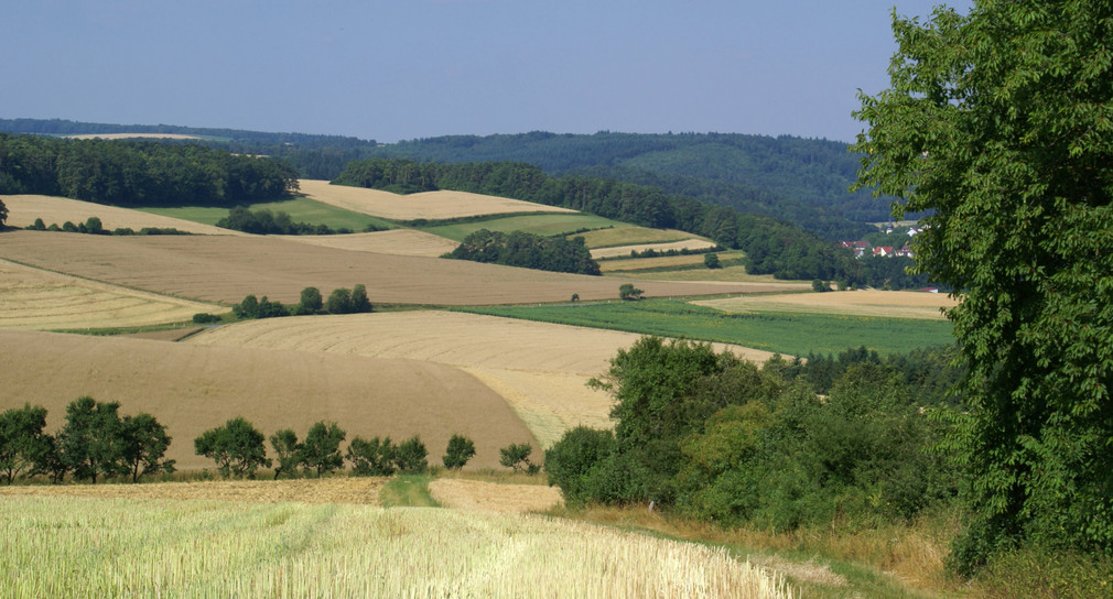 Weg Hecke Landschaft