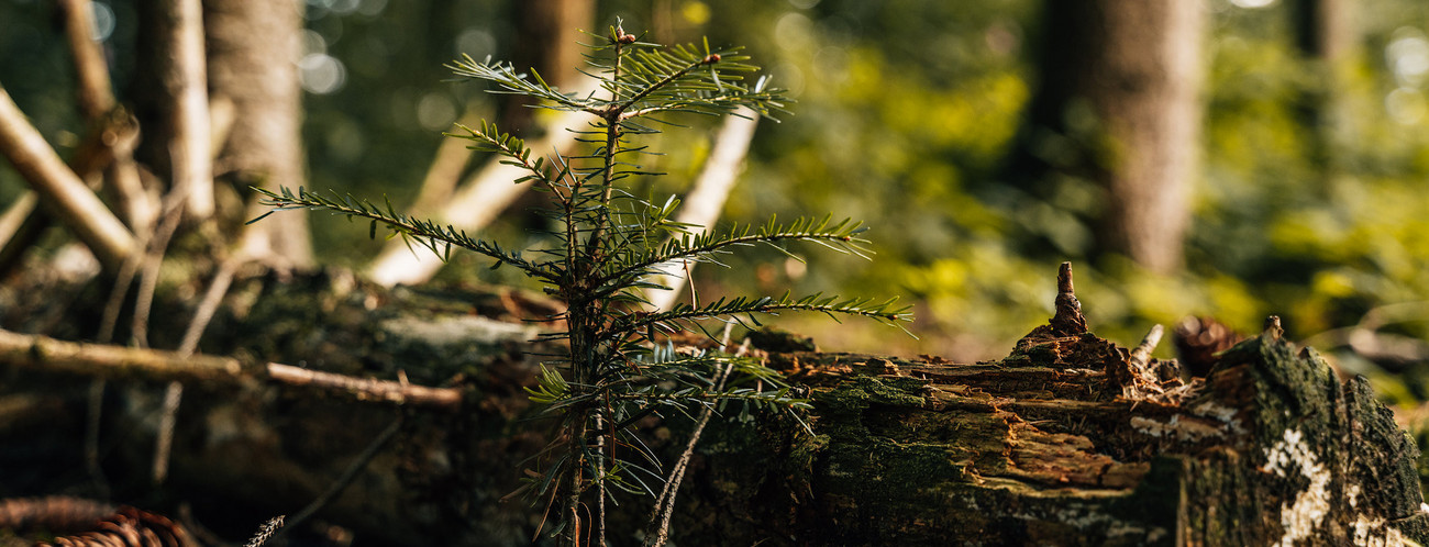 Ein junger Baum im Wald