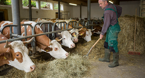 Bauer mit Kühen