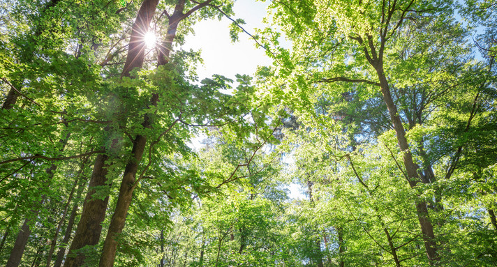 Waldstrategie BW Regionale Waldgespräche 2025/2026 Mischwald
