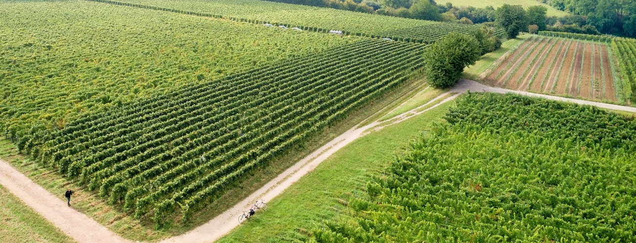 Garten- und Weinbau