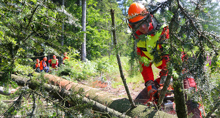 Waldwirtschaft Nachhaltige Waldbewirtschaftung