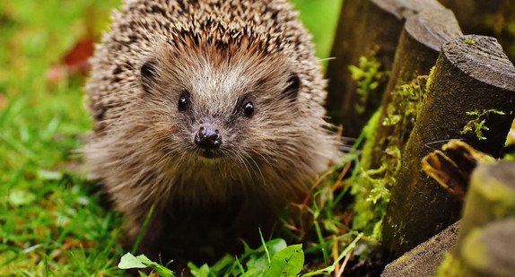 Igel