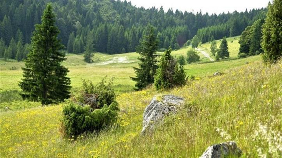 FFH- und Vogelschutzgebiet „Oberer Hotzenwald“